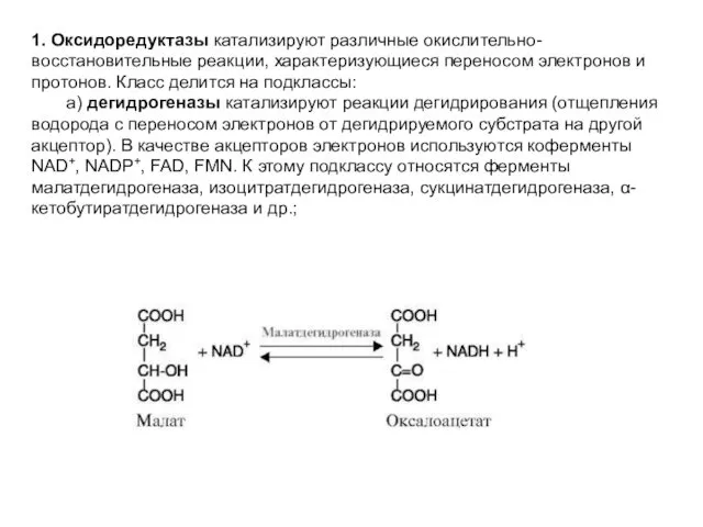 1. Оксидоредуктазы катализируют различные окислительно-восстановительные реакции, характеризующиеся переносом электронов и