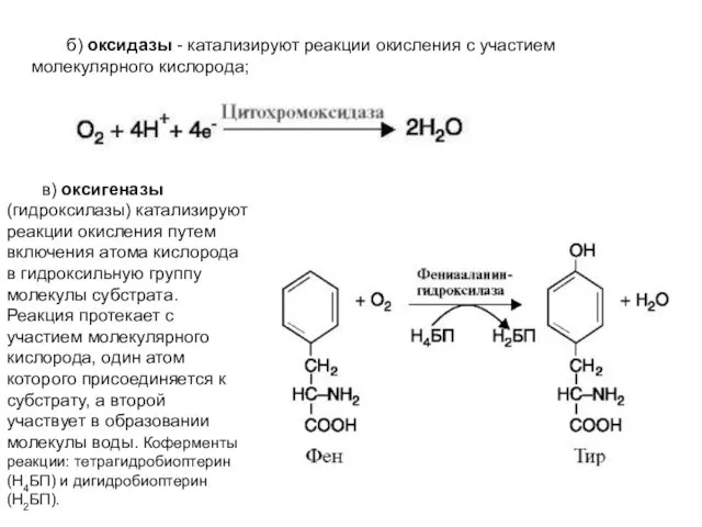 б) оксидазы - катализируют реакции окисления с участием молекулярного кислорода; в) оксигеназы (гидроксилазы)