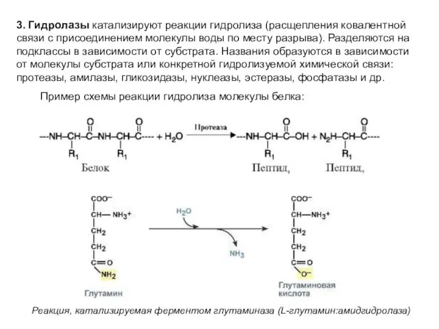 3. Гидролазы катализируют реакции гидролиза (расщепления ковалентной связи с присоединением