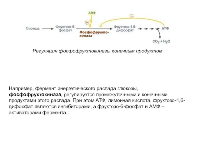Регуляция фосфофруктокиназы конечным продуктом Например, фермент энергетического распада глюкозы, фосфофруктокиназа, регулируется промежуточными и