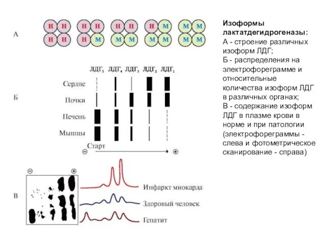 Изоформы лактатдегидрогеназы: А - строение различных изоформ ЛДГ; Б - распределения на электрофореграмме