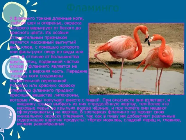 Фламинго У фламинго тонкие длинные ноги, гибкая шея и оперенье, окраска которого варьирует