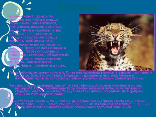 Леопард Крупная кошка, однако, по величине значительно меньше тигра и льва. Тело вытянутое,