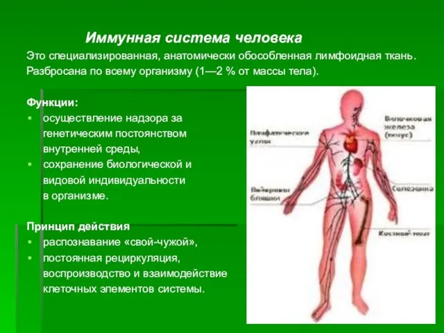 Иммунная система человека Это специализированная, анатомически обособленная лимфоидная ткань. Разбросана