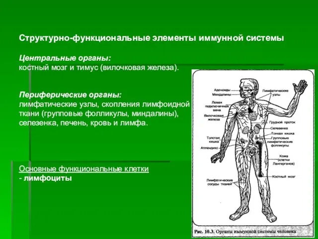 Структурно-функциональные элементы иммунной системы Центральные органы: костный мозг и тимус