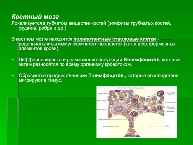 Костный мозг Локализуется в губчатом веществе костей (эпифизы трубчатых костей,