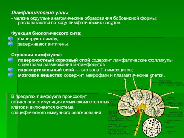 Лимфатические узлы - мелкие округлые анатомические образования бобовидной формы; располагаются