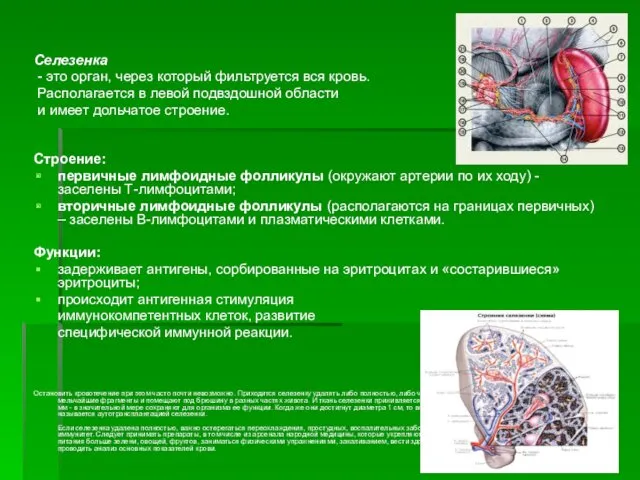 Селезенка - это орган, через который фильтруется вся кровь. Располагается