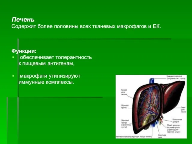 Печень Содержит более половины всех тканевых макрофагов и ЕК. Функции: