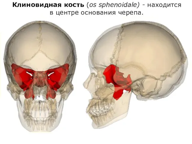 Клиновидная кость (os sphenoidale) - находится в центре основания черепа.