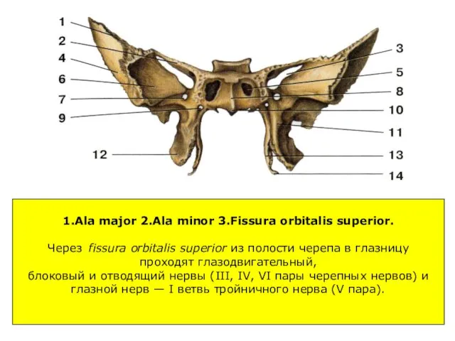 1.Ala major 2.Ala minor 3.Fissura orbitalis superior. Через fissura orbitalis