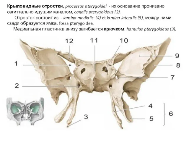 Крыловидные отростки, processus pterygoidei - их основание пронизано сагиттально идущим