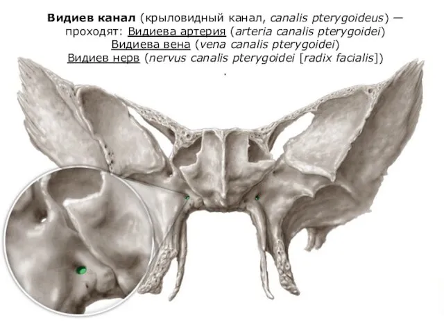 Видиев канал (крыловидный канал, canalis pterygoideus) —проходят: Видиева артерия (arteria