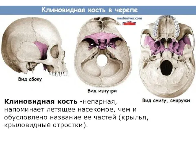 Клиновидная кость -непарная, напоминает летящее насекомое, чем и обусловлено название ее частей (крылья, крыловидные отростки).