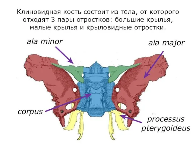 Клиновидная кость состоит из тела, от которого отходят 3 пары