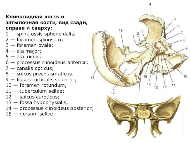 Клиновидная кость и затылочная кости, вид сзади, справа и сверху: