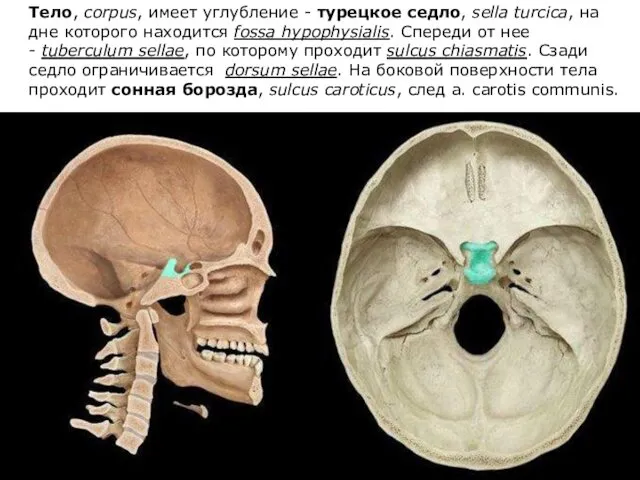 Тeлo, corpus, имеет углубление - турецкое седлo, sella turcica, на