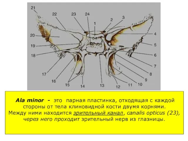 Аla minor - это парная пластинка, отходящая с каждой стороны