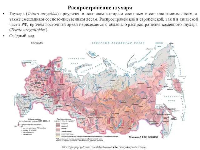 Распространение глухаря Глухарь (Tetrao urogallus) приурочен в основном к старым