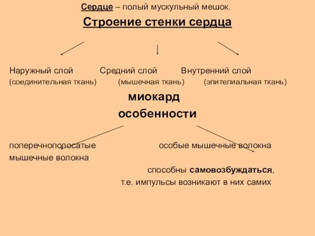 Сердце – полый мускульный мешок. Строение стенки сердца Наружный слой