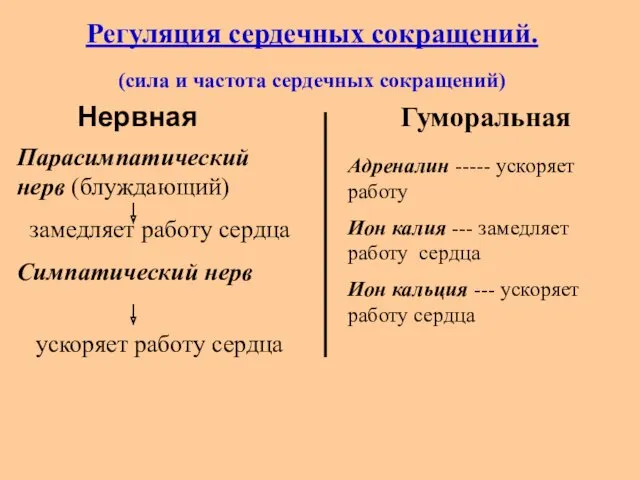 Регуляция сердечных сокращений. (сила и частота сердечных сокращений) Нервная Гуморальная