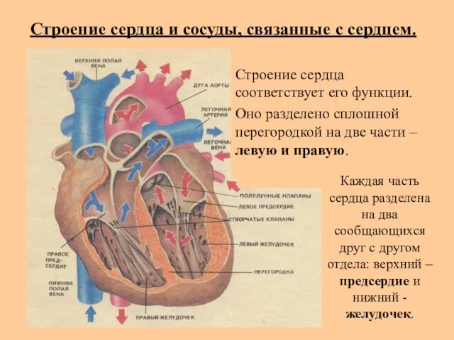 Строение сердца и сосуды, связанные с сердцем. Строение сердца соответствует