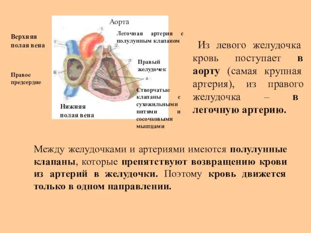 Из левого желудочка кровь поступает в аорту (самая крупная артерия),