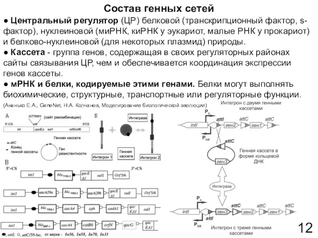 Состав генных сетей 12 ● Центральный регулятор (ЦР) белковой (транскрипционный