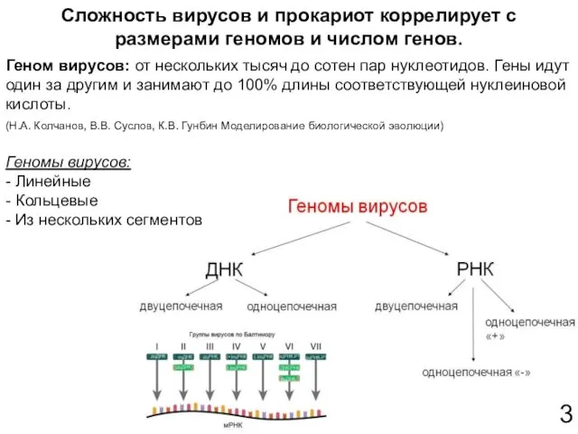 Сложность вирусов и прокариот коррелирует с размерами геномов и числом