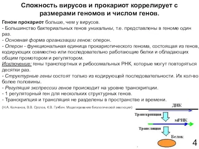 4 Геном прокариот больше, чем у вирусов. - Большинство бактериальных