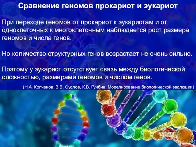 Сравнение геномов прокариот и эукариот 5 При переходе геномов от