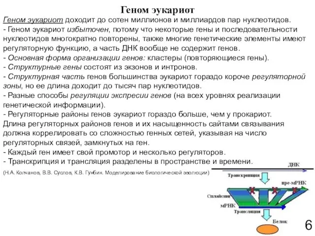 Геном эукариот 6 Геном эукариот доходит до сотен миллионов и