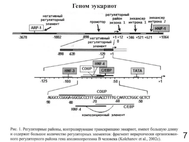 Геном эукариот 7