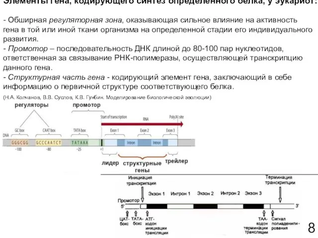 Элементы гена, кодирующего синтез определенного белка, у эукариот: 8 -