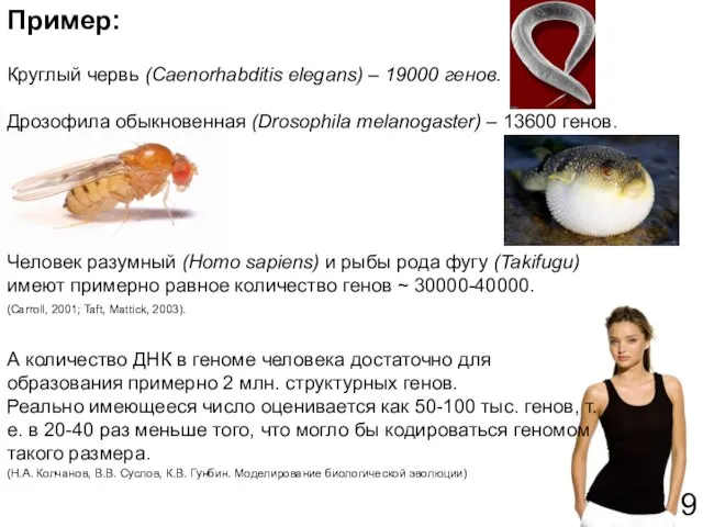 Круглый червь (Caenorhabditis elegans) – 19000 генов. Дрозофила обыкновенная (Drosophila