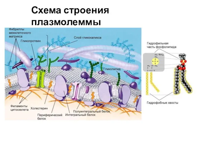 Схема строения плазмолеммы