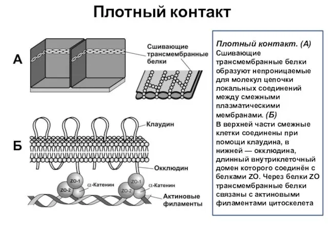 Плотный контакт Плотный контакт. (А) Сшивающие трансмембранные белки образуют непроницаемые