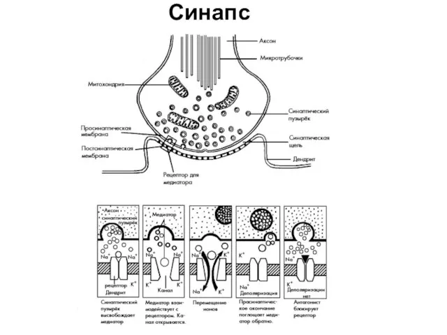 Синапс