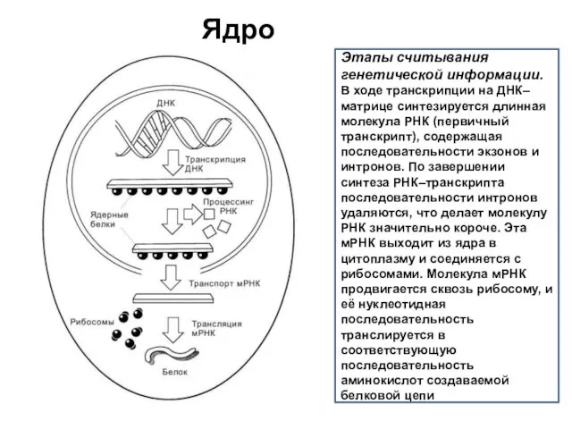 Ядро Этапы считывания генетической информации. В ходе транскрипции на ДНК–матрице
