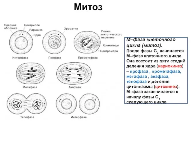 Митоз M–фаза клеточного цикла (митоз). После фазы G2 начинается M–фаза
