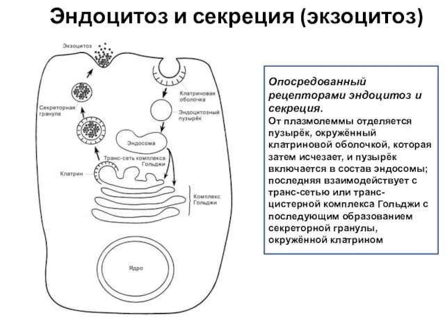 Эндоцитоз и секреция (экзоцитоз) Опосредованный рецепторами эндоцитоз и секреция. От