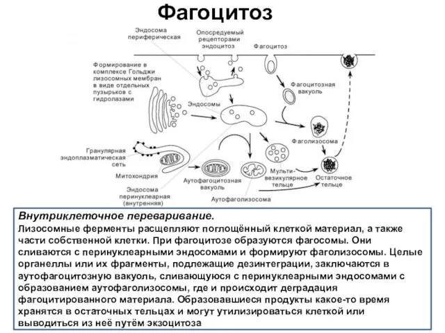 Фагоцитоз Внутриклеточное переваривание. Лизосомные ферменты расщепляют поглощённый клеткой материал, а