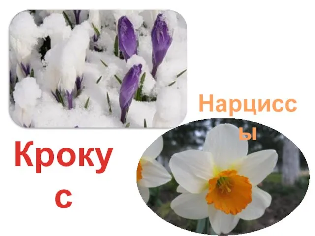 Нарциссы Крокус