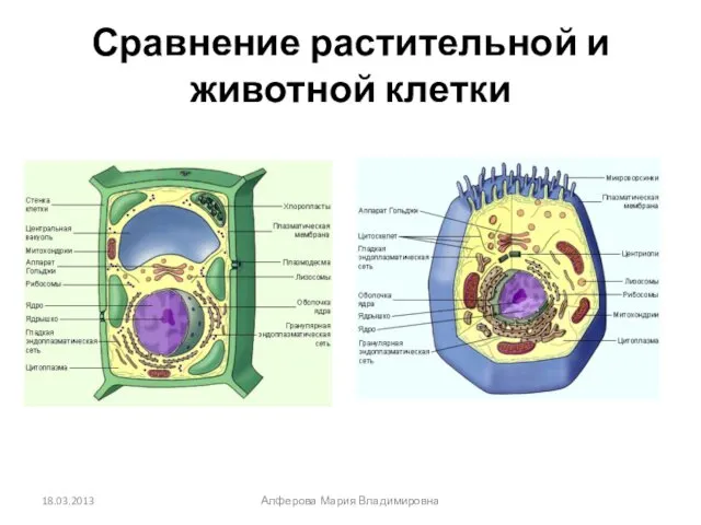 Сравнение растительной и животной клетки 18.03.2013 Алферова Мария Владимировна