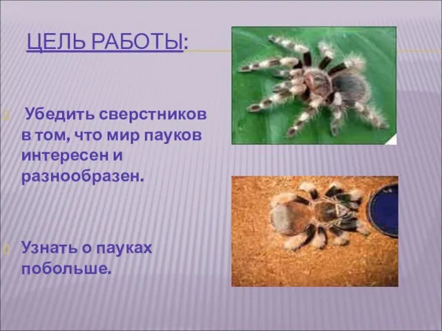 ЦЕЛЬ РАБОТЫ: Убедить сверстников в том, что мир пауков интересен и разнообразен. Узнать о пауках побольше.