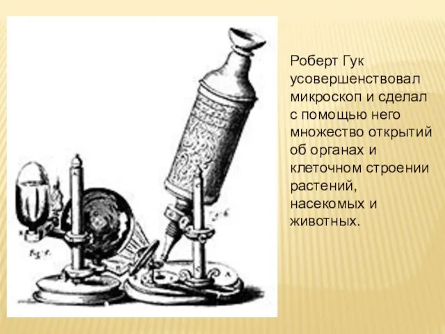 Роберт Гук усовершенствовал микроскоп и сделал с помощью него множество открытий об органах
