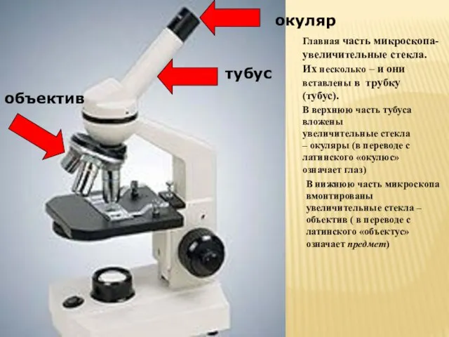 В нижнюю часть микроскопа вмонтированы увеличительные стекла – объектив (