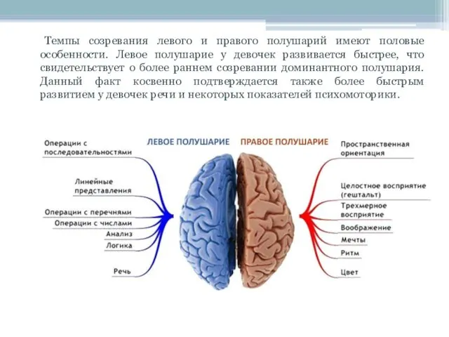 Темпы созревания левого и правого полушарий имеют половые особенности. Левое