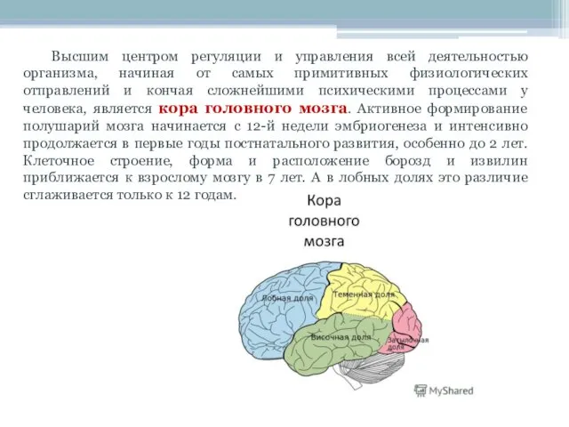 Высшим центром регуляции и управления всей деятельностью организма, начиная от