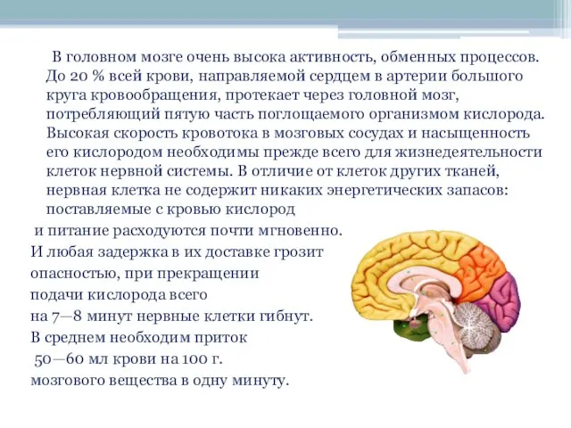 В головном мозге очень высока активность, обменных процессов. До 20